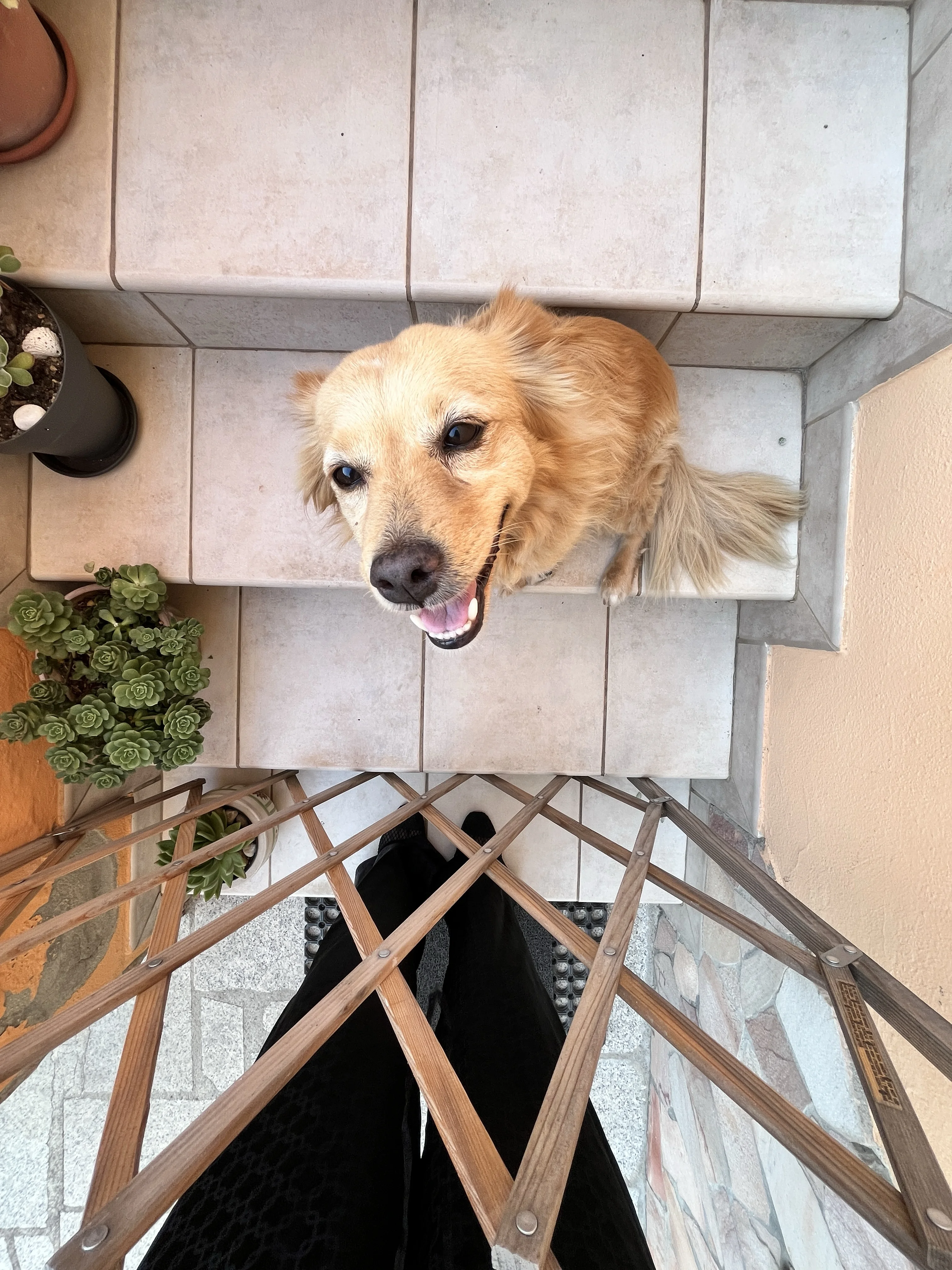 Leila  4