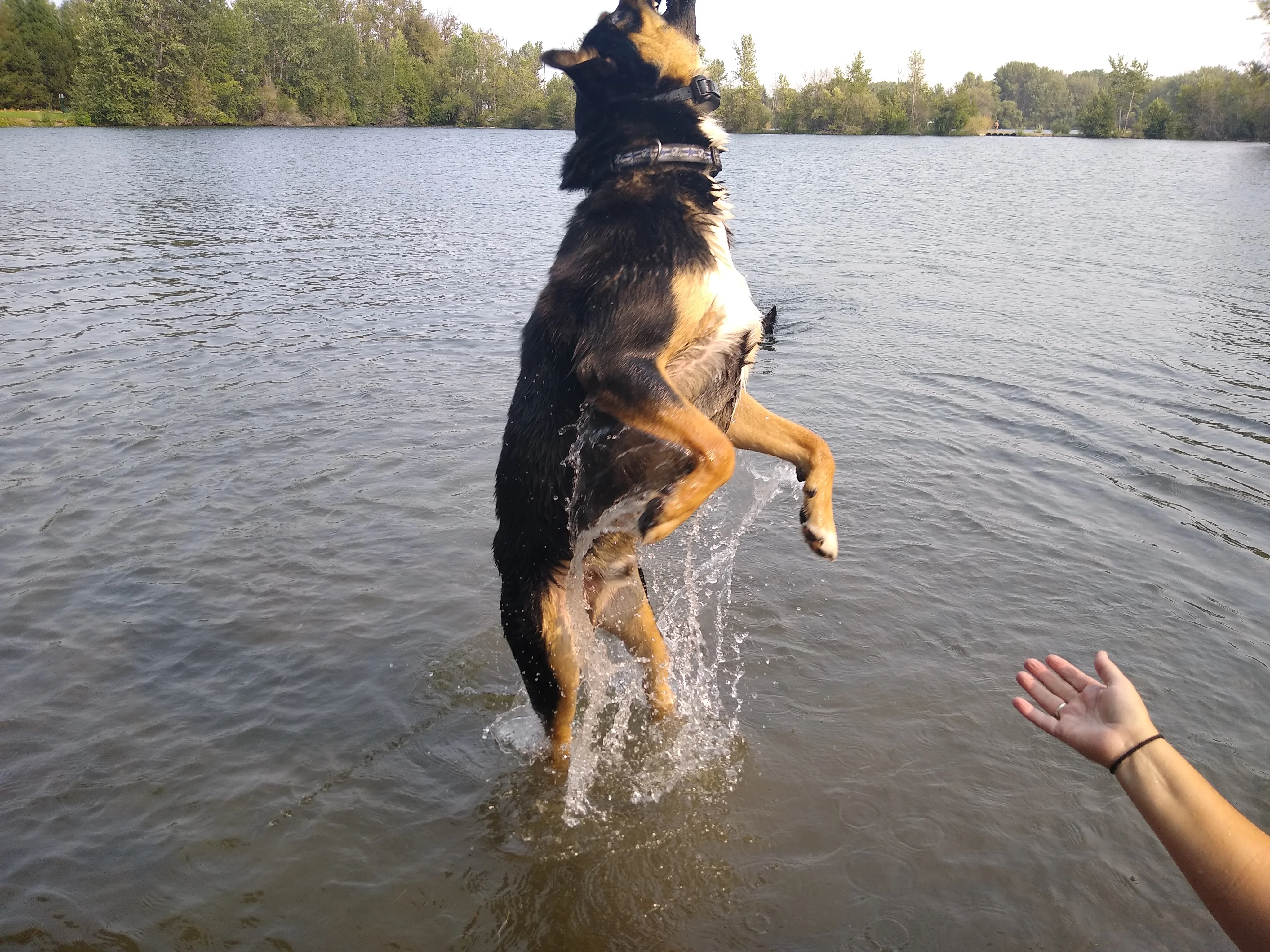 Monet  - Dog Walking provider in Utah