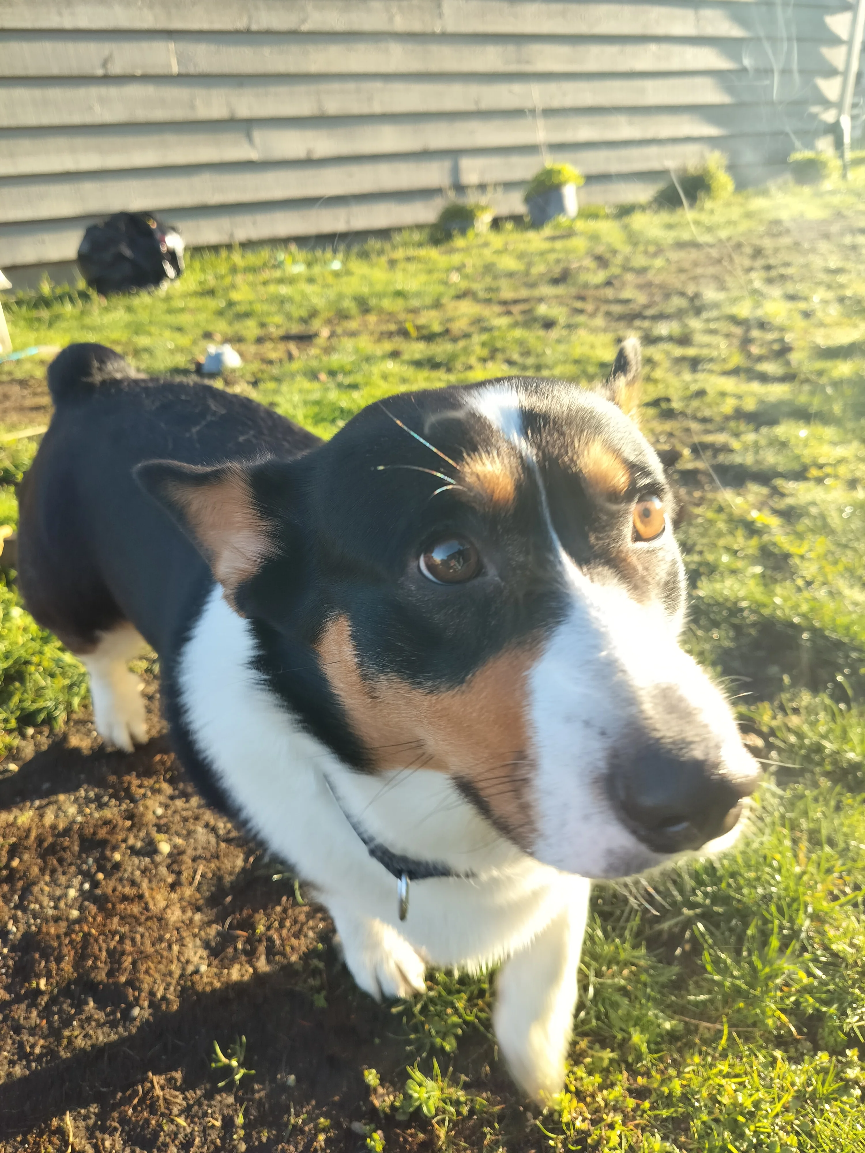 Allison Montgomery 4
