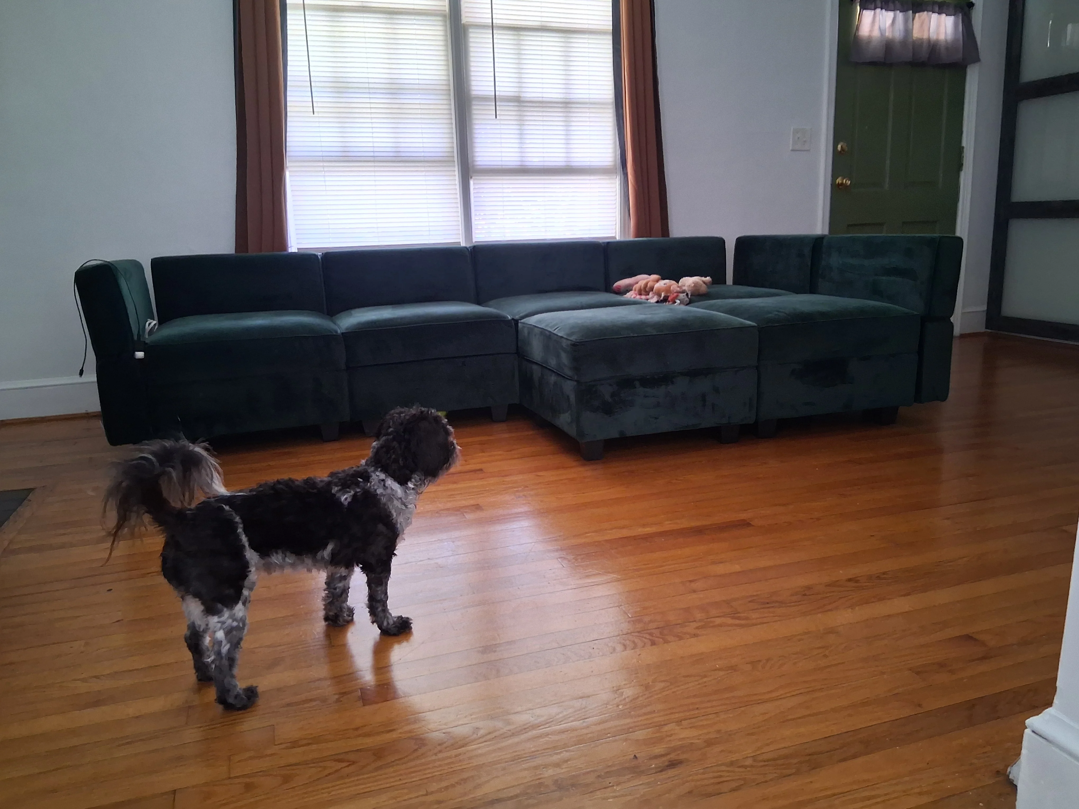A Dog's Den Cohen 2