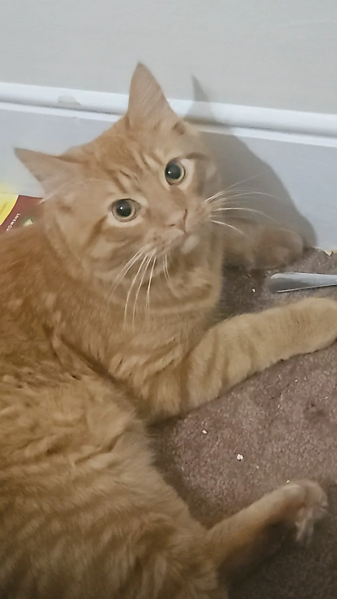 Aimee - Pet Sitter Jobs provider in Pennsylvania