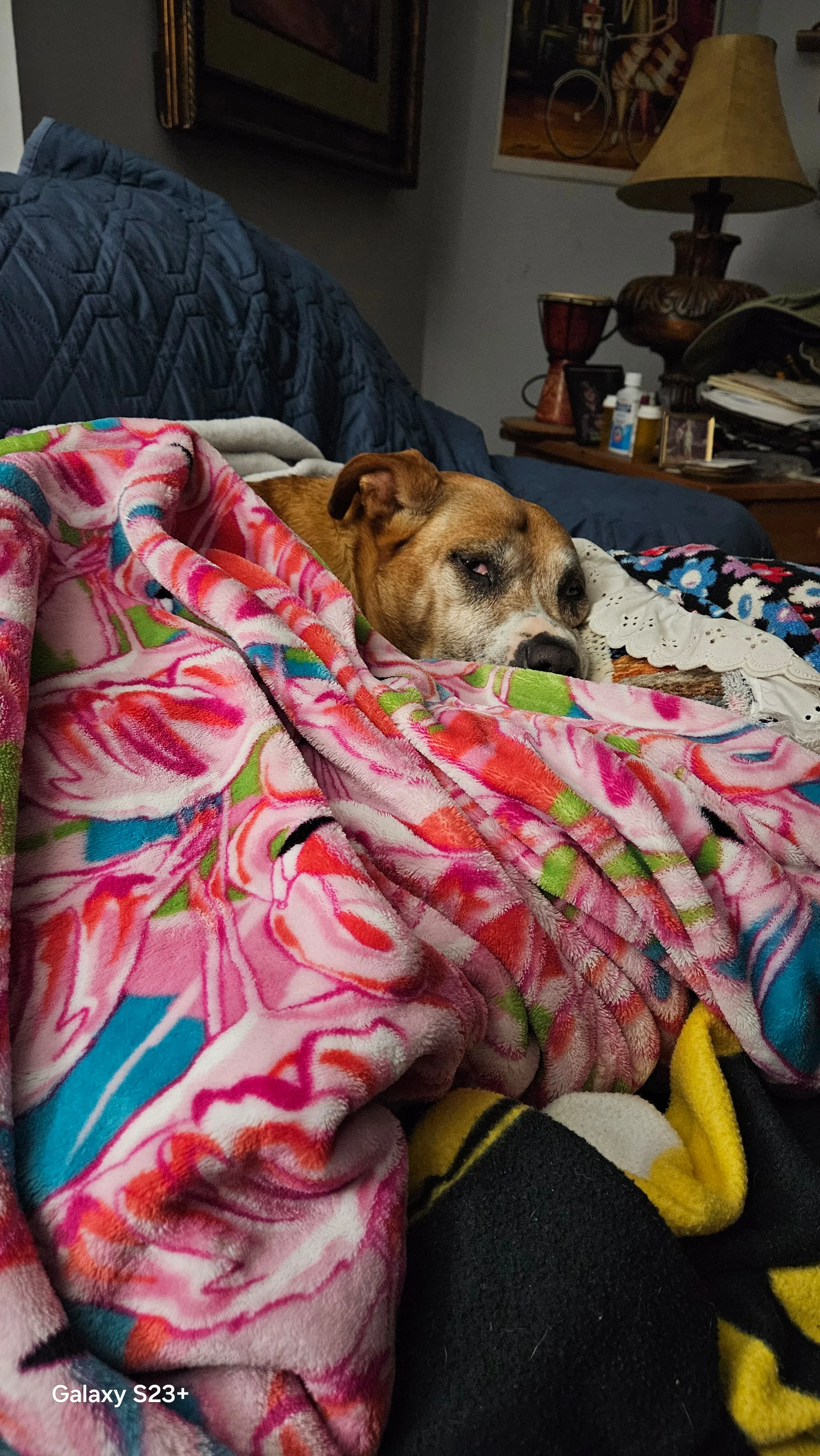 Rachelle - Pet Sitter Jobs provider in Georgia