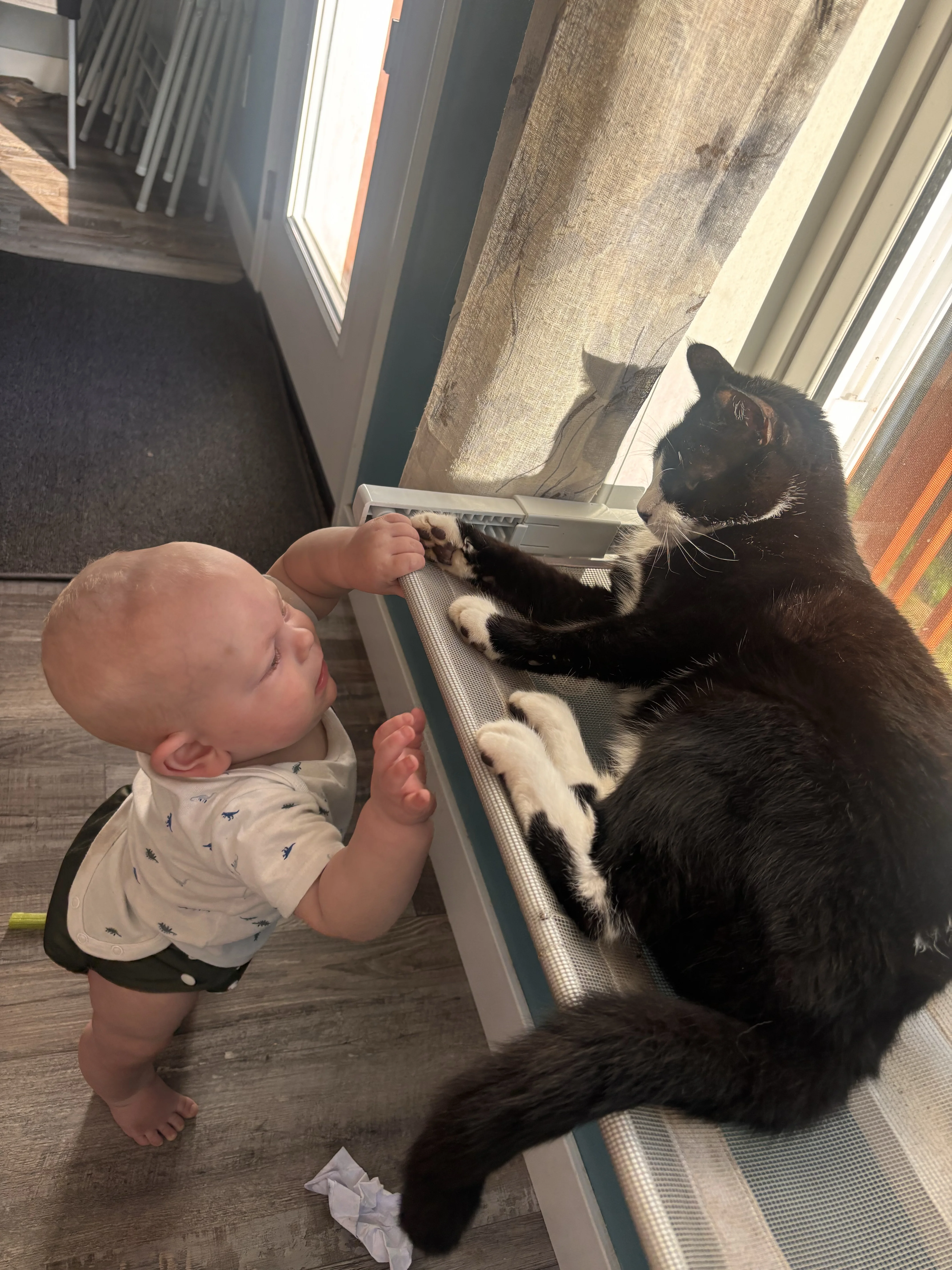 Alisa  - Pet Care provider in Pennsylvania