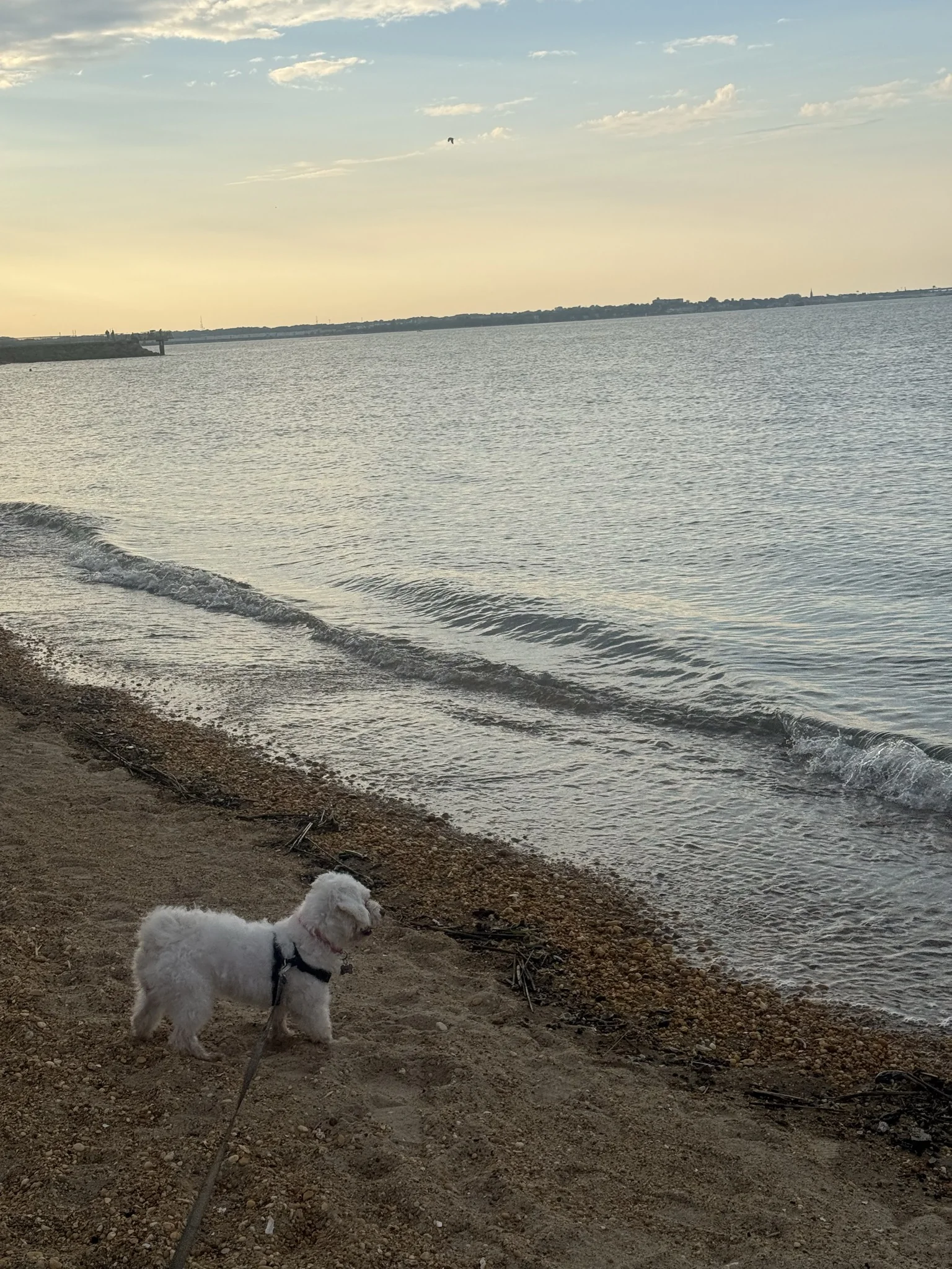 Yvette - Dog Walking provider in New Jersey
