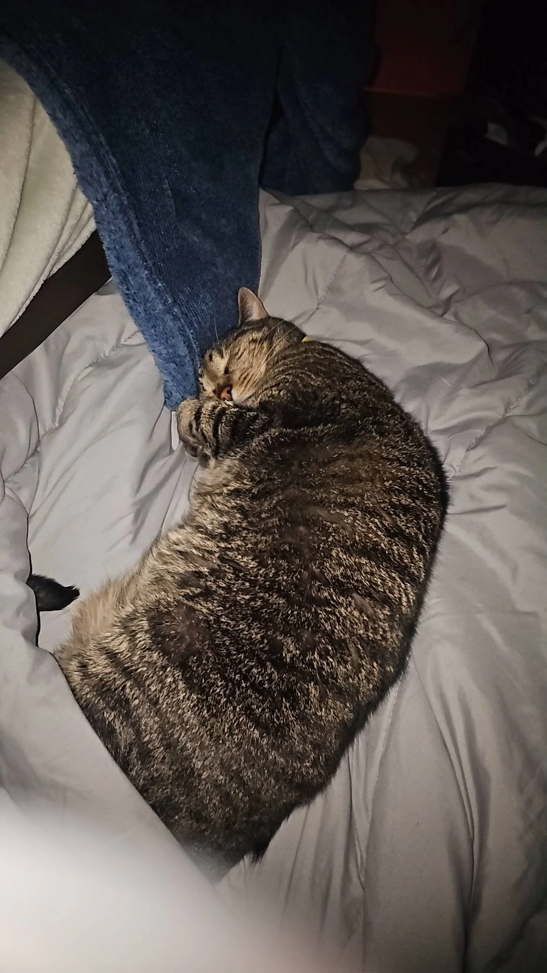 Lily - Pet Sitting provider in Michigan