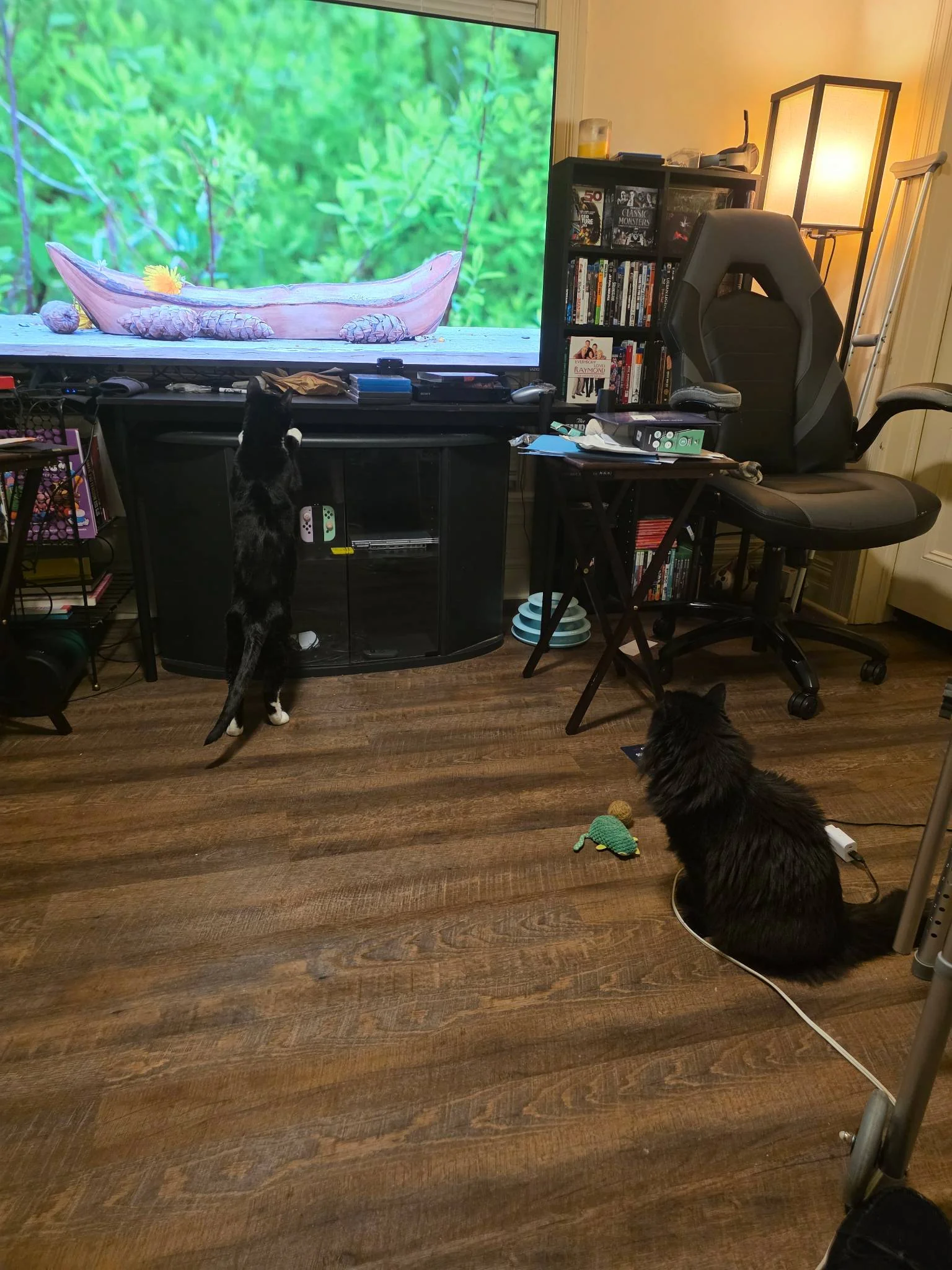 Walter - Drop-in Visits provider in New York
