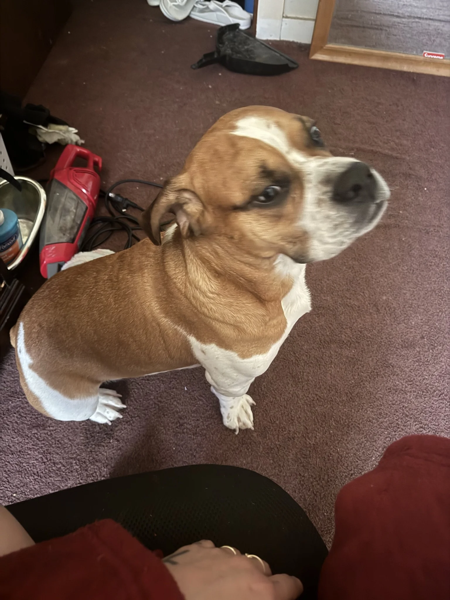Yamileks - Pet Sitting provider in New York