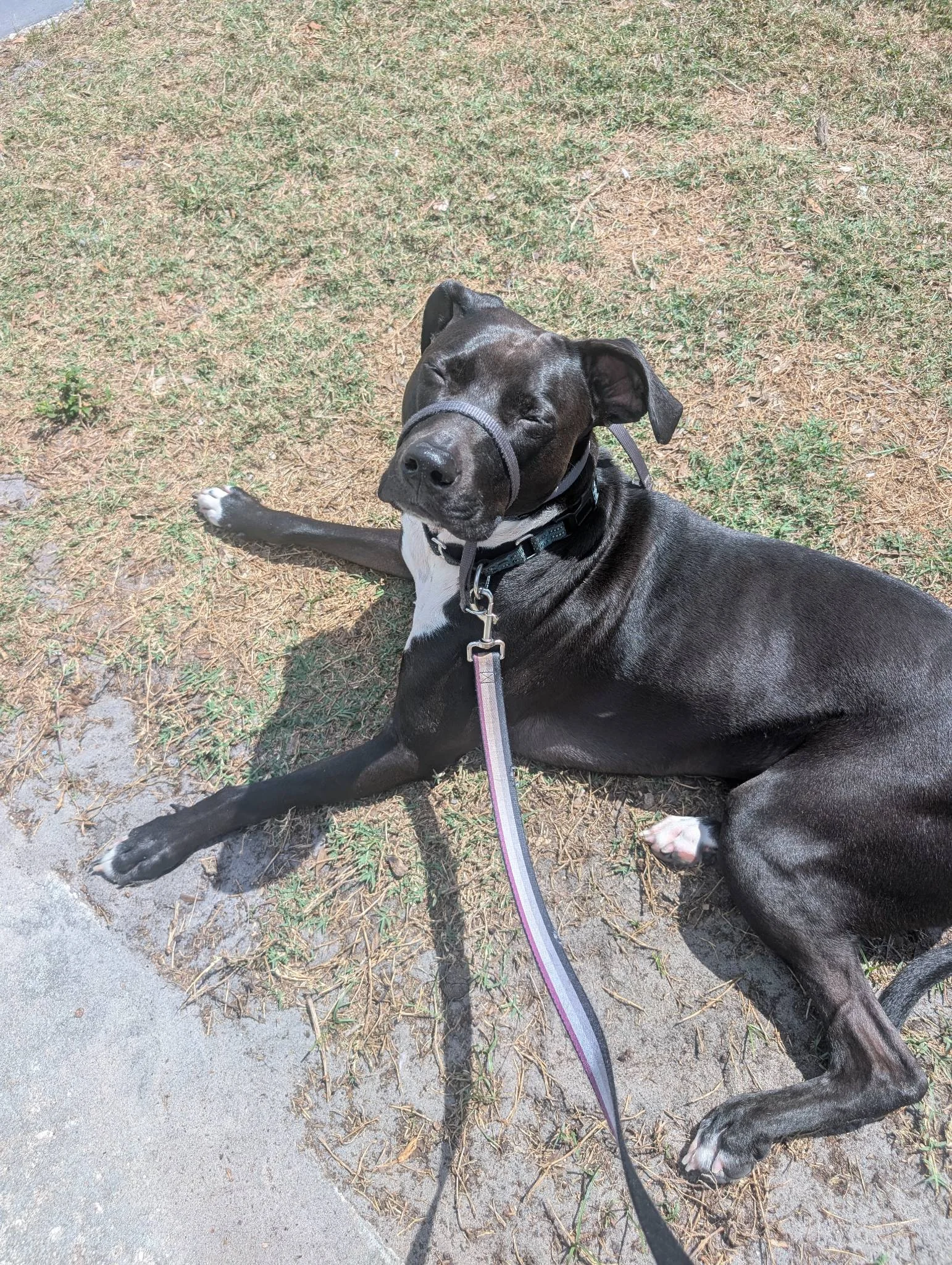 Kasey - Drop-in Visits provider in Clearwater